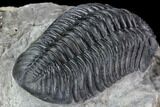 Prone Pedinopariops Trilobite - Beautiful Shell & Eyes #86899-1